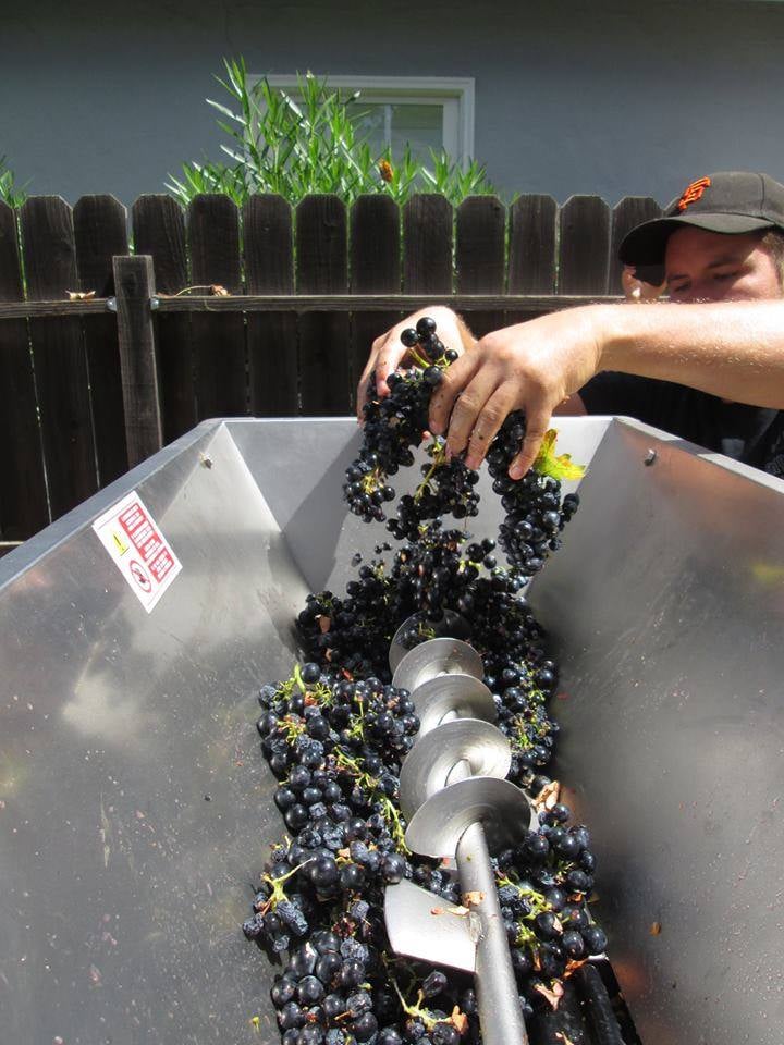 Grapes-in-Auger-Hopper-at-Henrys-1